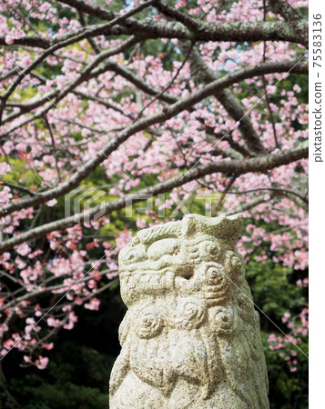 愛媛縣的三島神社和淡紅色的冷櫻花 75583136