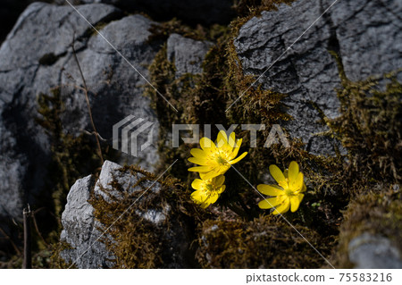Amur adonis that began to bloom in the limestone area of the southwestern ridge of Mt. 75583216