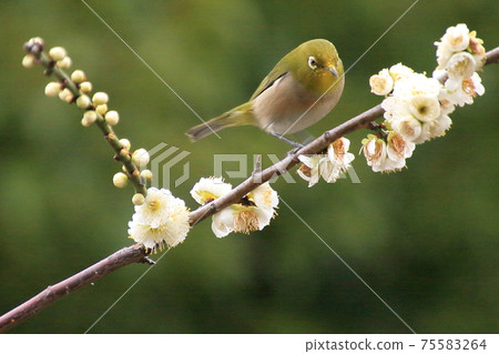 Wild bird photo plum and white-eye 75583264