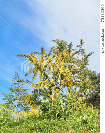 Blue sky and mimosa in Saredani, Iyo City, Ehime Prefecture 75583360