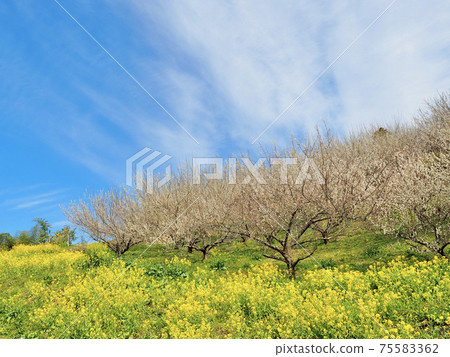 愛媛縣伊予市Saredani的藍天，油菜花和梅花 75583362