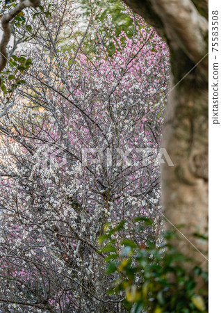 Plum blossom Plum blossom 75583508