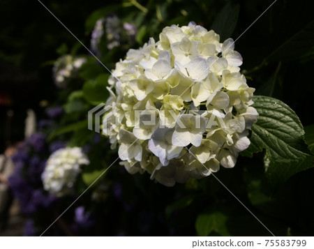 Beautiful hydrangea blooming in Hasedera, Nara Beautiful hydrangea blooming in Hasedera, Nara 75583799