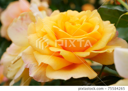 一朵美麗盛開的玫瑰的特寫鏡頭名為Manyo 75584265