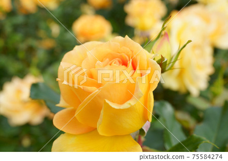 Close-up of a beautifully blooming rose named Yuriika 75584274