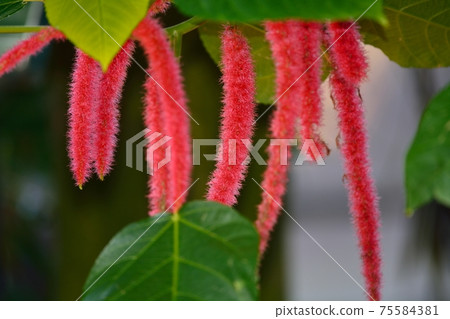 Benihimonoki flower Benihimonoki flower 75584381