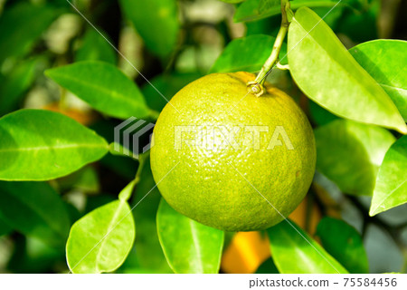 Kabosu fruit Kabosu fruit 75584456