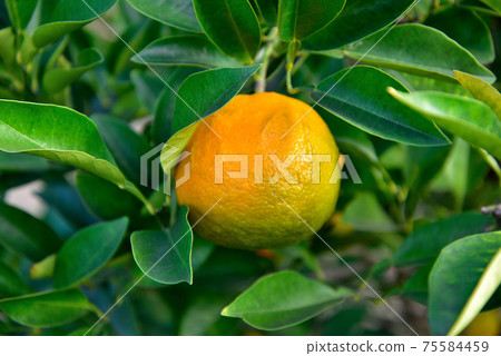 Kabosu fruit Kabosu fruit 75584459