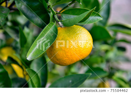 The fruit of Kunenbo The fruit of Kunenbo 75584462