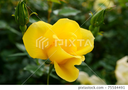 Close-up of a beautifully blooming rose named Limoncello Close-up of a beautifully blooming rose named Limoncello 75584491