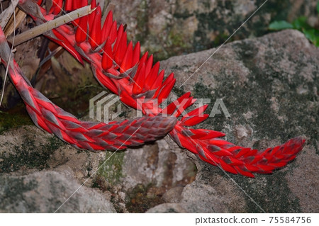 Haran Ananas Haran Ananas 75584756