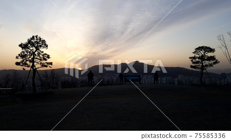 Dongdaemun-gu. Jeonong-dong. Baebongsan. Pine tree Dongdaemun-gu. Jeonong-dong. Baebongsan. Pine tree 75585336