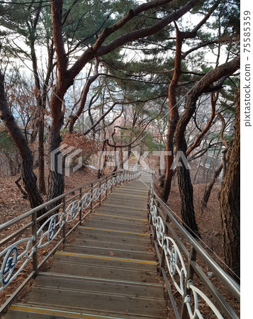 Dongdaemun-gu. Jeonong-dong. Baebongsan. Pine tree 75585359