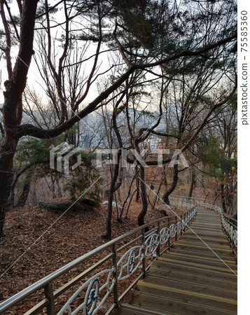 Dongdaemun-gu. Jeonong-dong. Baebongsan. Pine tree 75585360