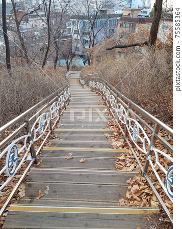 Dongdaemun-gu. Jeonong-dong. Baebongsan. Pine tree 75585364