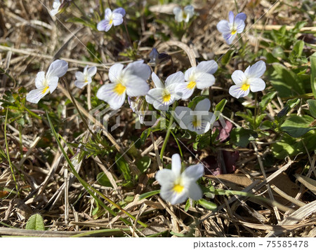 Wild pansy spring Wild pansy spring 75585478