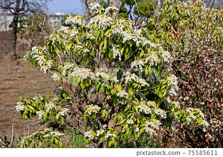 Asebi(小屋) Asebi(小屋) 75585611