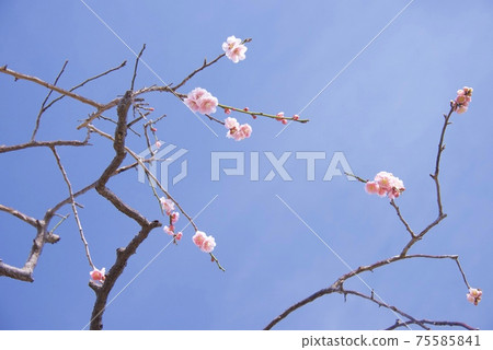 兵庫縣西宮市江梅梅林的梅花(2021) 兵庫縣西宮市江梅梅林的梅花(2021) 75585841