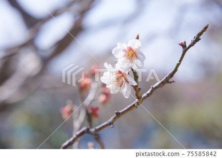 兵庫縣西宮市江梅梅林的梅花(2021) 兵庫縣西宮市江梅梅林的梅花(2021) 75585842