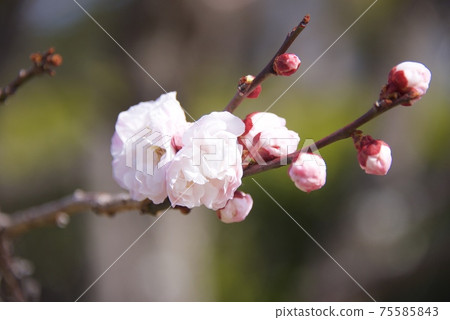 Plum blossoms in Koto Umebayashi, Nishinomiya City, Hyogo Prefecture (2021) Plum blossoms in Koto Umebayashi, Nishinomiya City, Hyogo Prefecture (2021) 75585843