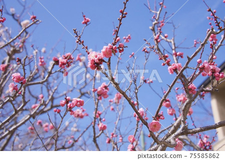 兵庫縣西宮市江梅梅林的梅花(2021) 兵庫縣西宮市江梅梅林的梅花(2021) 75585862