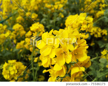 Rapeseed field 75586173