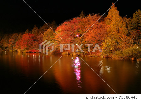 Illuminated autumn leaves of Chausuyama Plateau 75586445