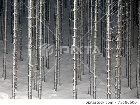 austria winter fall forest background austria winter fall forest background 75586600