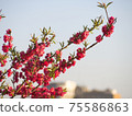 Close-up photo of scarlet plum blossoms bathing in the setting sun 75586863