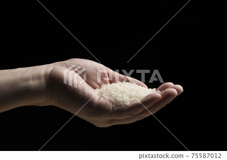 Lift the white rice by hand 75587012
