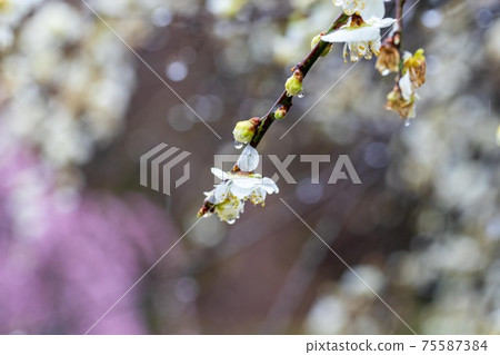 一朵白花和一滴春李 75587384