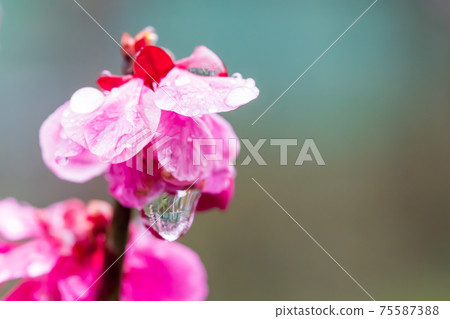 春天紅梅花和雨滴 春天紅梅花和雨滴 75587388