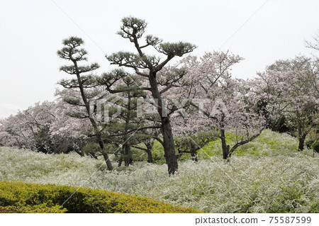 Spiraea thunbergii and cherry blossom competition 75587599