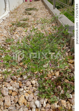 Gravel and weeds exterior Gravel and weeds exterior 75587644