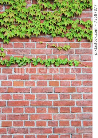Vine and brick 75587877