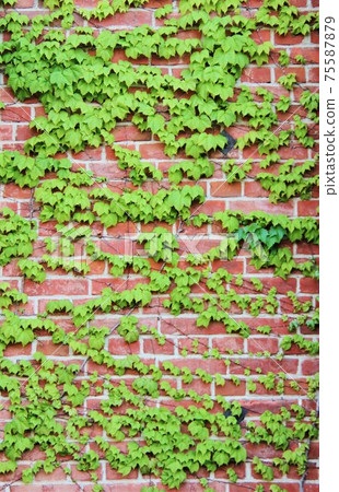 Vine and brick 75587879