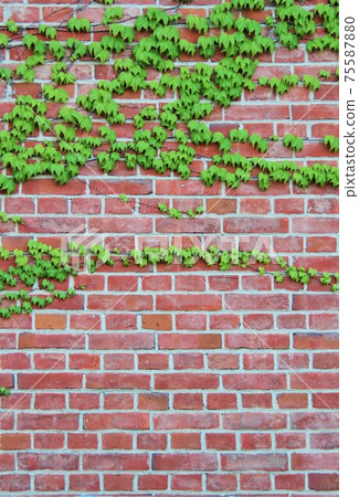 Vine and brick 75587880