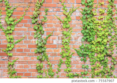 Vine and brick Vine and brick 75587907