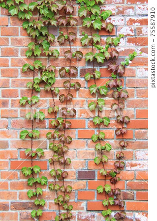 Vine and brick 75587910