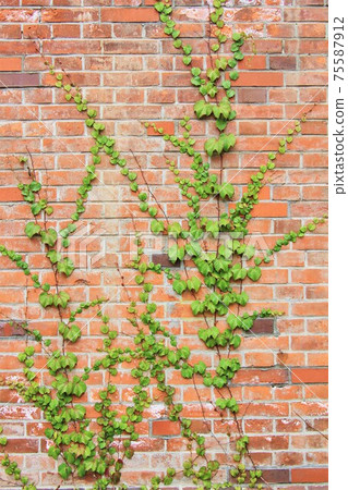 藤和磚 藤和磚 75587912