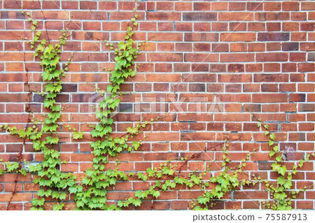 Vine and brick 75587913