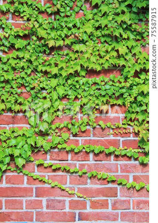 Vine and brick 75587915