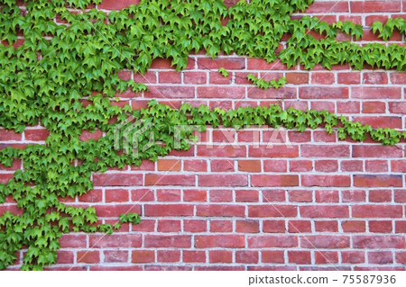 藤和磚 藤和磚 75587936