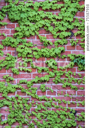 Vine and brick 75587938