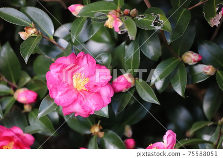 Sasanqua花 Sasanqua花 75588051