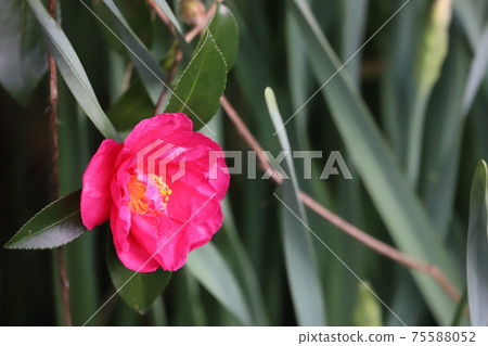 Sasanqua花 75588052