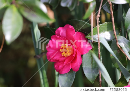 Sasanqua flowers Sasanqua flowers 75588053