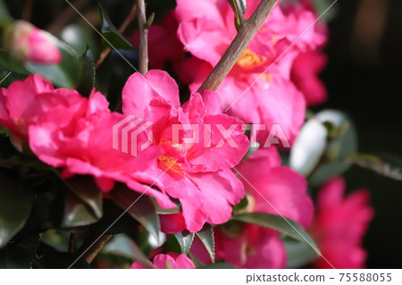 Sasanqua flowers Sasanqua flowers 75588055