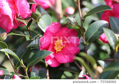 Sasanqua flowers 75588060