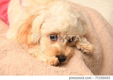 Relaxing maltipoo Relaxing maltipoo 75588093